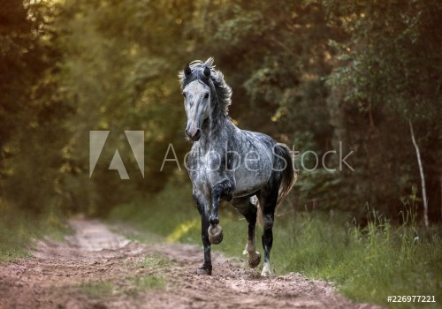 Picture of Arabian stallion running free in the morning forest